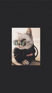 Cute Cat Aesthetic With Dope Sunglasses cute cat aesthetic wallpaper