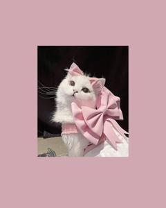 Cute Cat Aesthetic With Pink Ribbon cute cat aesthetic wallpaper