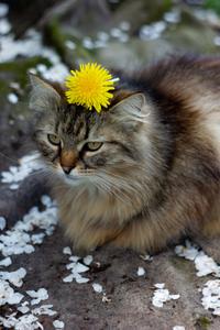 Cute Cat Aesthetic With Yellow Flower cute cat aesthetic wallpaper