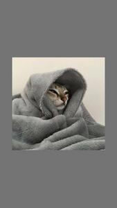 Cute Cat Aesthetic Wrapped In Towel cute cat aesthetic wallpaper
