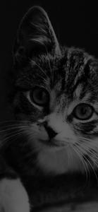 Cute Cat iPhone Dark iphone dark wallpaper