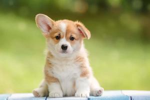 Cute Corgi Puppy Picture puppy wallpaper