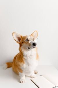 Cute Corgi With Glasses cute wallpaper
