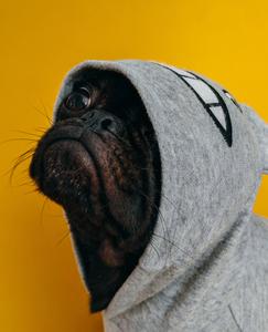 Cute Dog in Totoro Hoodie totoro wallpaper