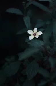 Cute Flower Dark Green Aesthetic dark aesthetic wallpaper