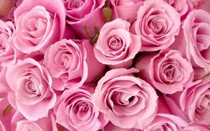 Cute Girly Roses cute girly wallpaper