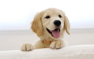 Cute Golden Retriever Puppy puppy wallpaper