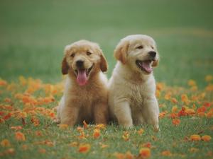 Cute Golden Retriever Puppy Picture puppy wallpaper