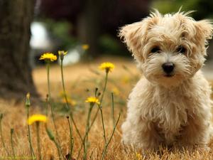 Cute Maltese Puppy On Grass puppy wallpaper