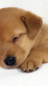 Cute Napping Brown Puppy puppy wallpaper