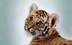 Cute Orange Tiger Cub tiger wallpaper