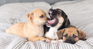 Cute Puppy Family Picture puppy wallpaper