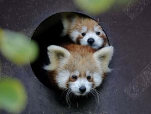 Cute Red Panda pictures cute wallpaper