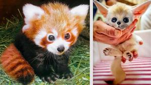 Cute Red Panda pictures