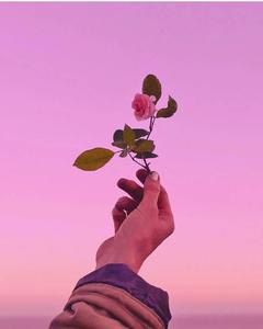 Cute Rose Aesthetic Phone cute aesthetic phone wallpaper