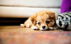 Cute Sad Face Puppy puppy wallpaper