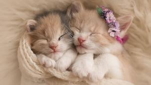 Cute Snuggling Kittens cute wallpaper
