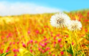 Cute Summer Pic Of Dandelions cute summer wallpaper