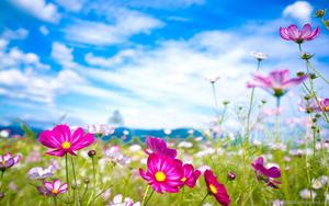 Cute Summer Pink Flower Scenery cute summer wallpaper