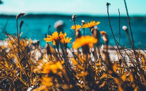 Cute Summer Yellow Flowers cute summer wallpaper
