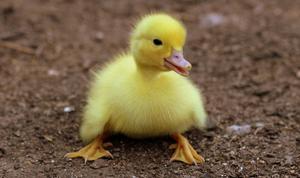 Cute Yellow Duckling cute wallpaper