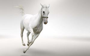 Cuteness Overload! horse wallpaper