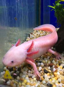 Cutest Axolotl Ever axolotl wallpaper