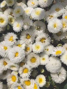 Daisies for Days: A Beautiful Aesthetic for the Summer aesthetic wallpaper