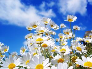 Daisies Spring Flowers spring wallpaper