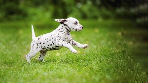 Dalmatian Puppy Picture puppy wallpaper