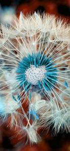 Dandelion Flower Oppo A5s oppo a5s wallpaper