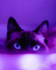 Dark Aesthetic Cat In Purple Picture dark aesthetic wallpaper