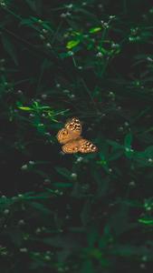 Dark Aesthetic Orange Butterfly dark aesthetic wallpaper