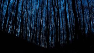 Dark Aesthetic Shadow Trees dark aesthetic wallpaper