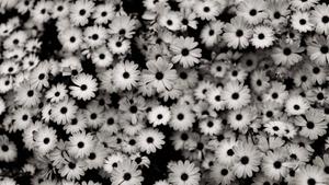 Dark Aesthetic White Florals dark aesthetic wallpaper