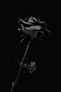 Dark Black Rose Picture dark wallpaper