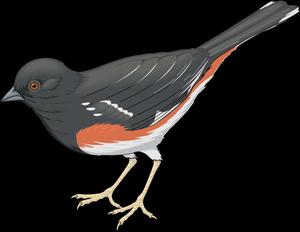 Dark Eyed Junco Illustration Wallpaper