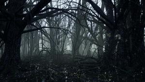 Dark Forest Background Picture dark wallpaper