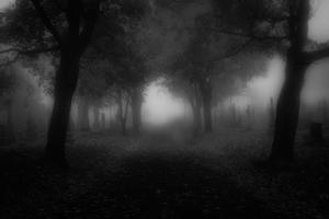 Dark Forest Trees Picture dark wallpaper