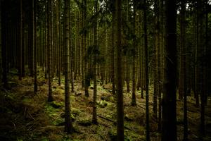 Dark Green Forest dark wallpaper