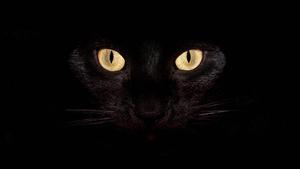 Dark Laptop Black Cat Eyes dark laptop wallpaper