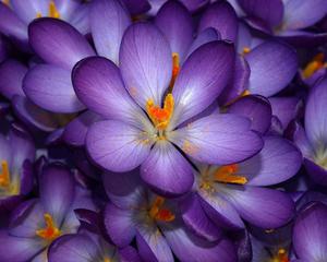 Dark Purple Flower flower wallpaper