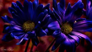 Dark Purple Flowers Laptop laptop wallpaper