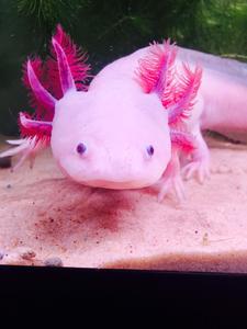 Dazzling axolotl swimming in water axolotl wallpaper