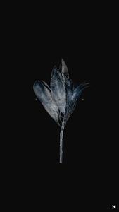 Dead Botanicals Dark Aesthetic dark aesthetic wallpaper