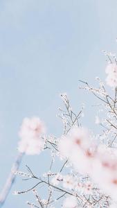 Delicate pink sakura contrasted against calming pastel blue atmosphere blue aesthetic wallpaper