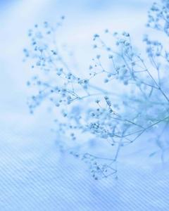 Delicate smoky blue petals reach for the sky blue aesthetic wallpaper