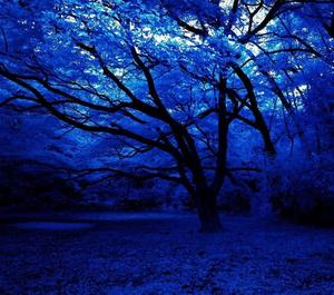 Delight in the natural beauty of blue hues blue aesthetic wallpaper