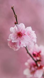 Delightful Cherry Blossoms Add a Pop of Color to the Landscape flower wallpaper