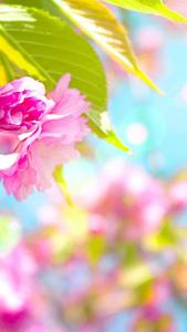 Delightful Floral Phone Wallpaper pretty phone wallpaper